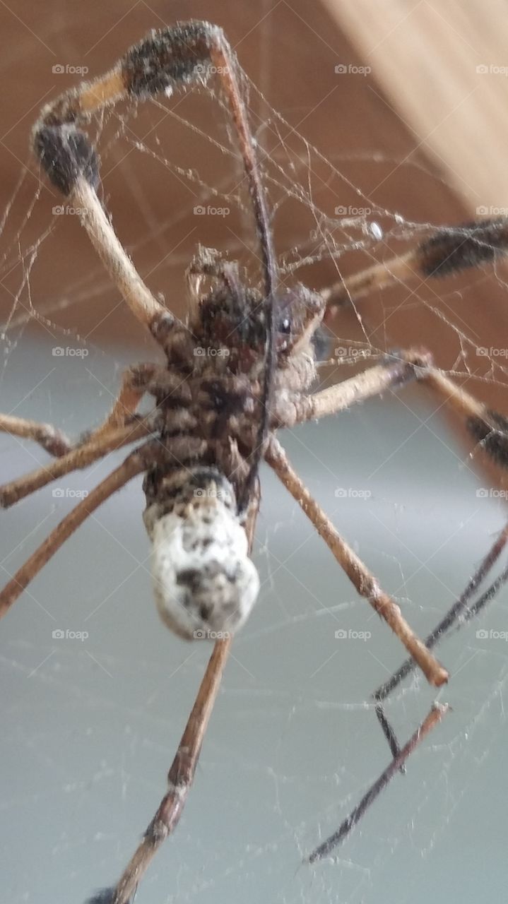 when predator becomes prey