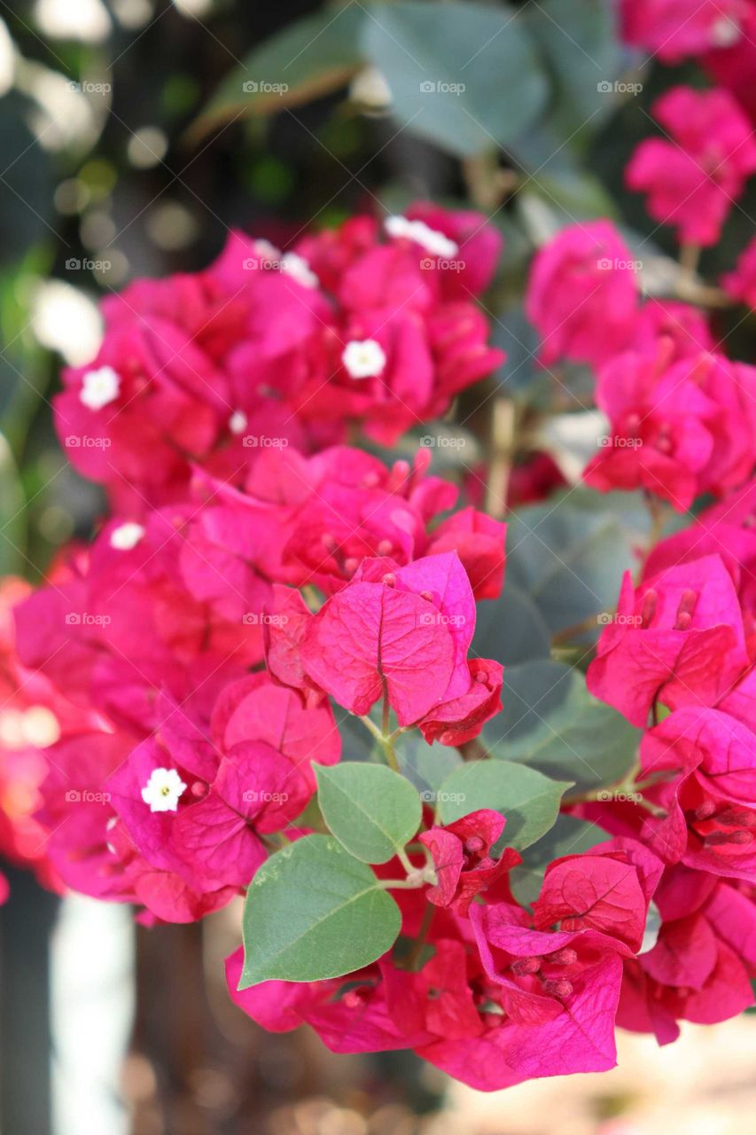 Bougainvillea glabra