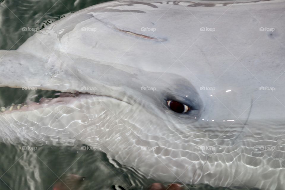 Wild dolphin closeup eye and mouth