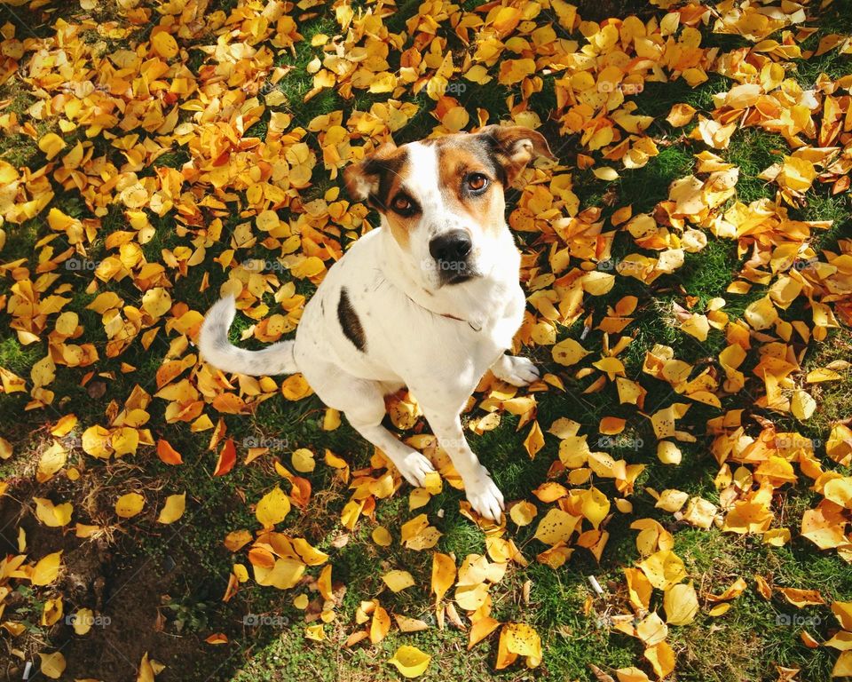 Cute doggy in the park