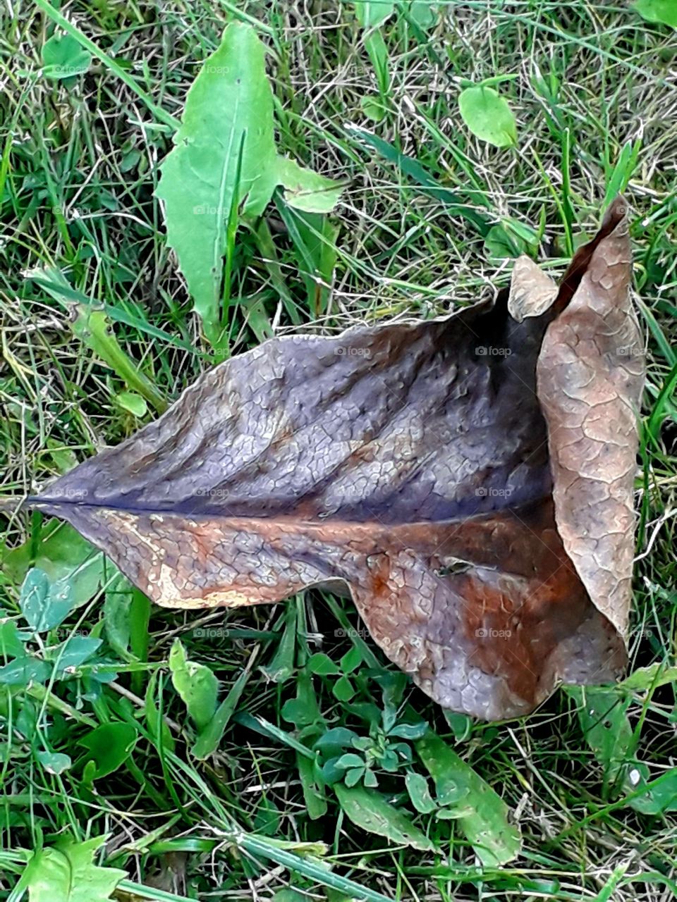 fallen autumn coloured dry leaf of magnolia