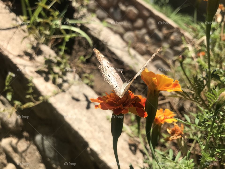 Mariposa en flores naranjas silvestres