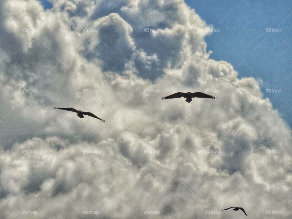 Crows In Flight