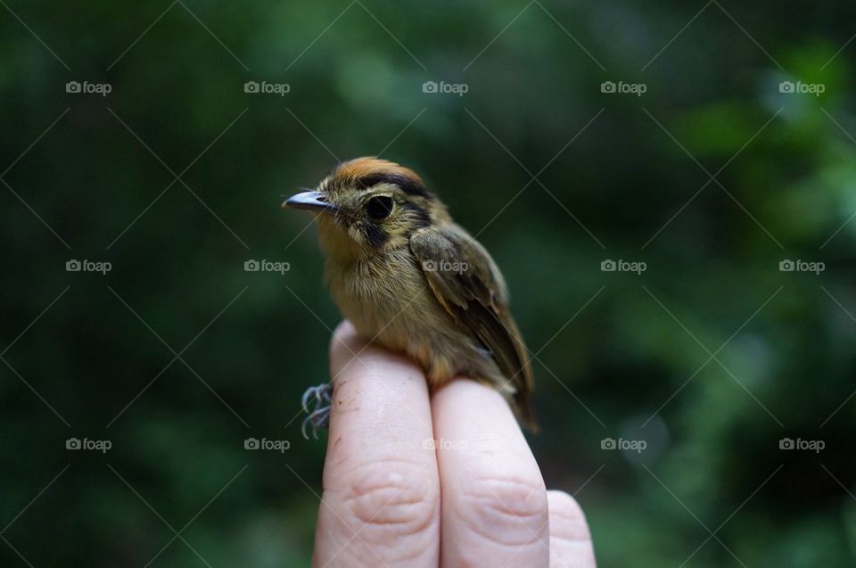 Close-up of hand with bird