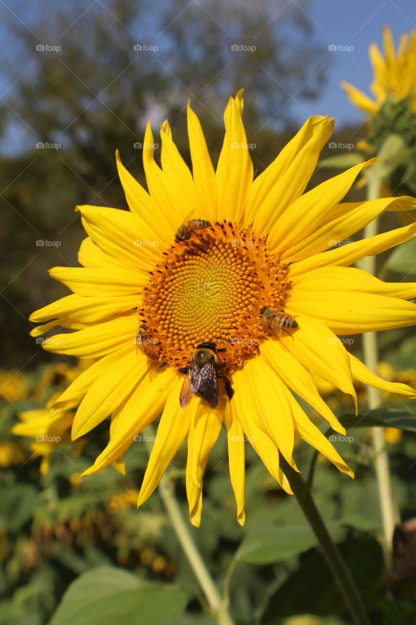 Bumble bees on a bright sunflower