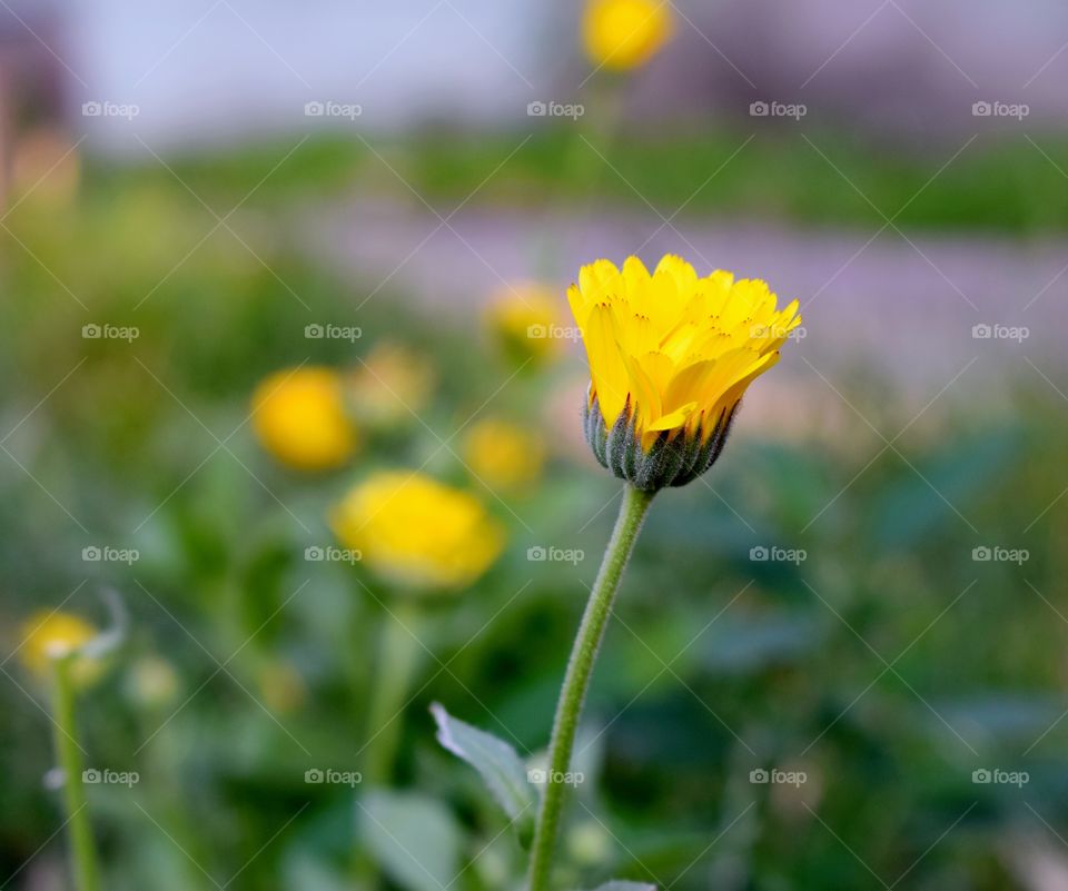 Желтый цветок календулы лекарственной . Цветки ноготков в зеленой траве у дороги.