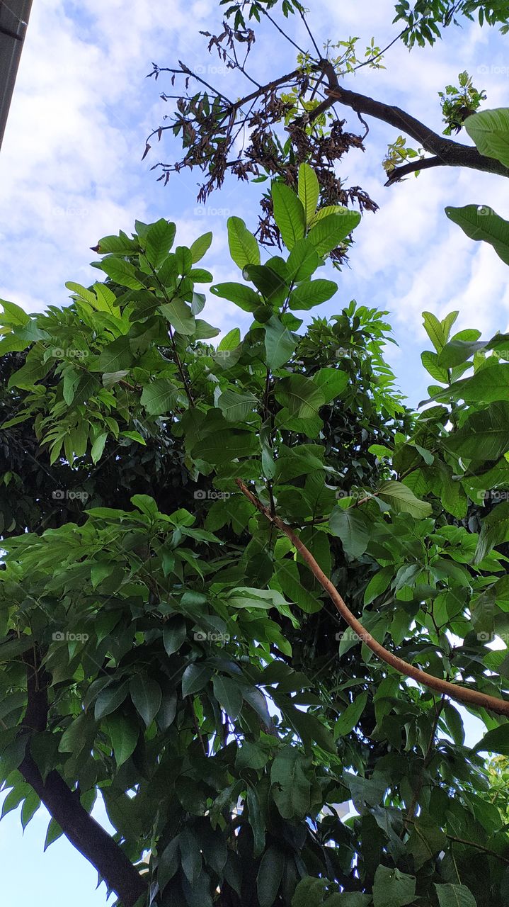 Lush green under blue white