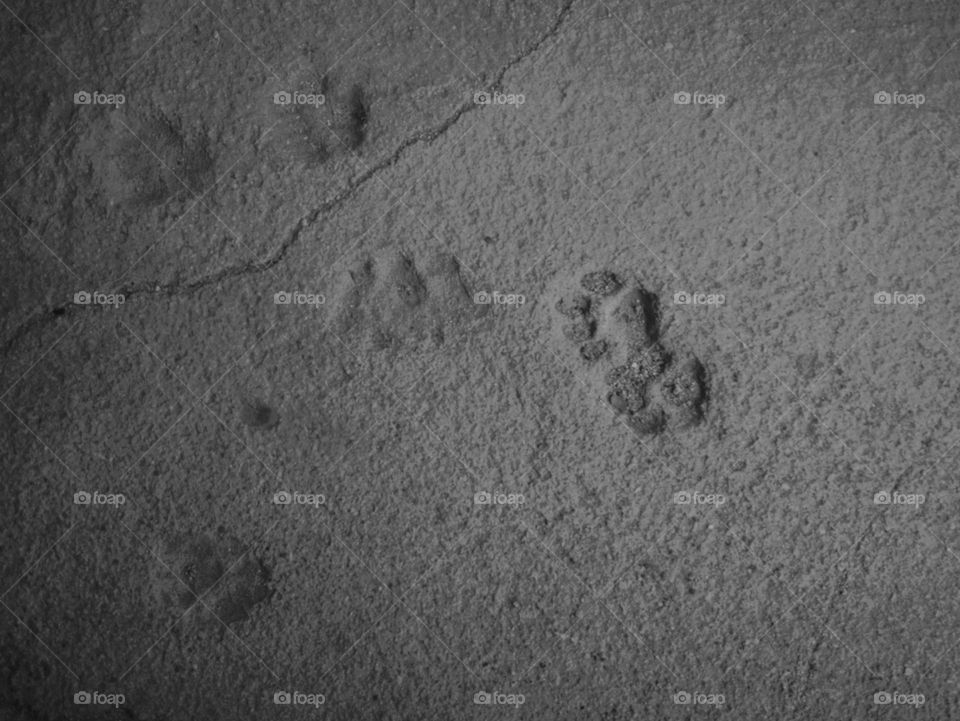 Cat’s paws’ imprint in concrete 