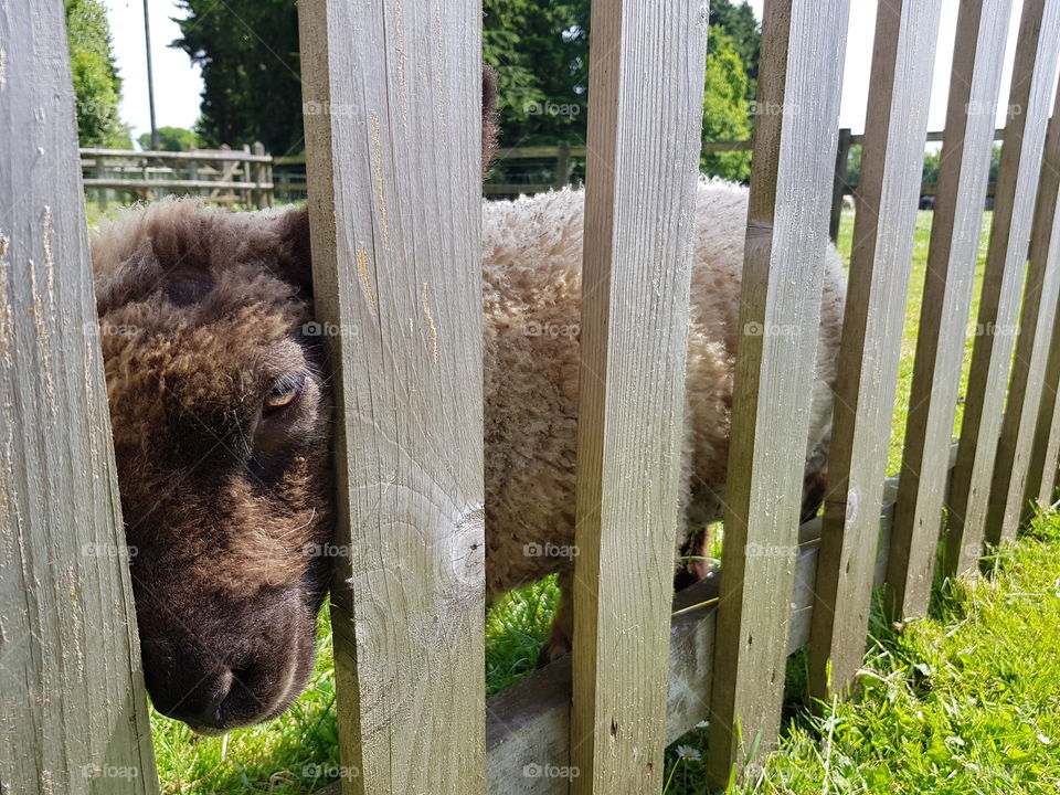 Baby Sheep