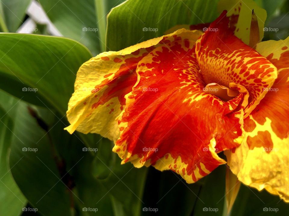 Closeup of canna lily in full bloom. The yellow petals, spotted with bright red, glow from the shadows of the green foliage in vivid display.