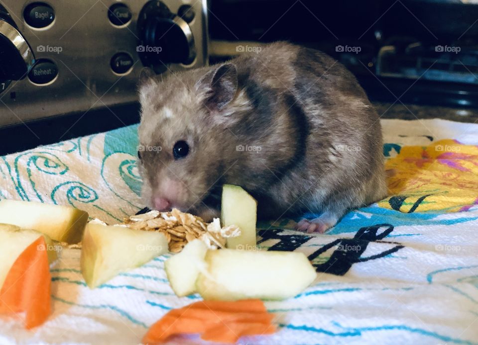 Breakfast with Zuraki the Hamster! 