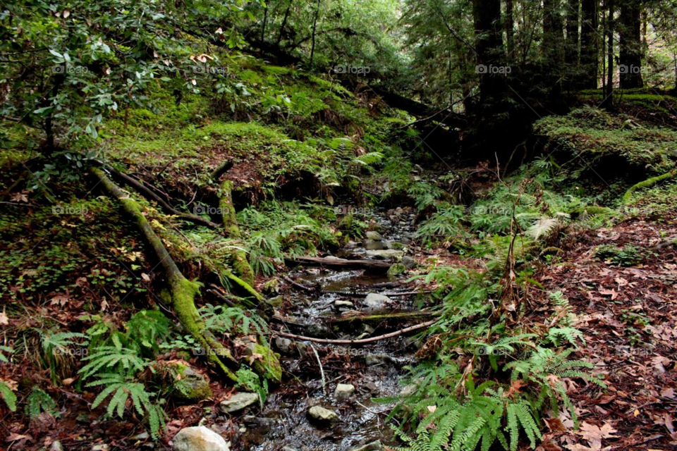 Ferns, mosses, and a babbling brook in the redwood forest