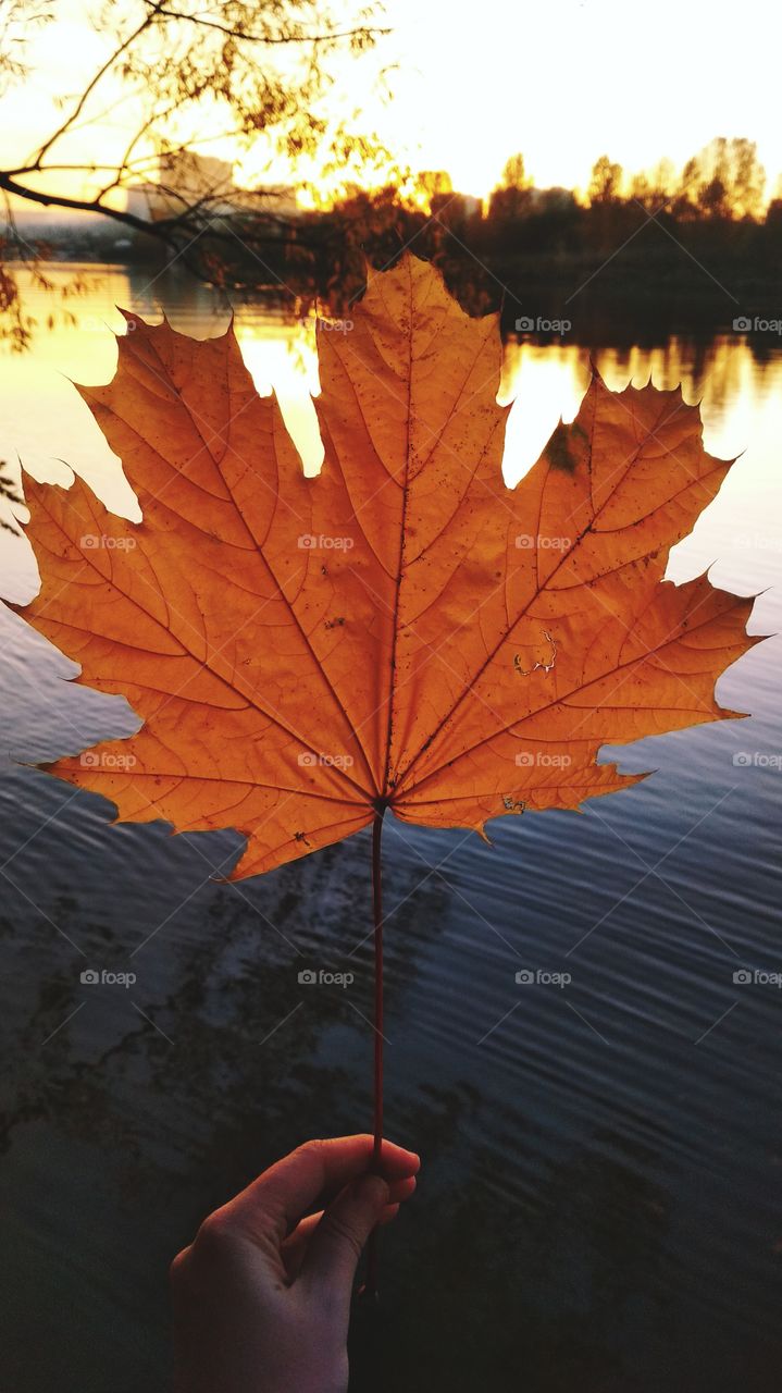 Big maple leaf