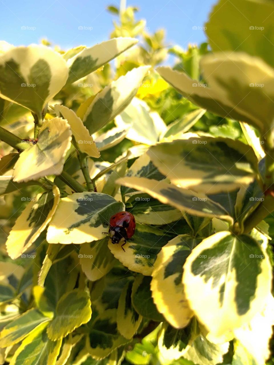 Ladybug in nature