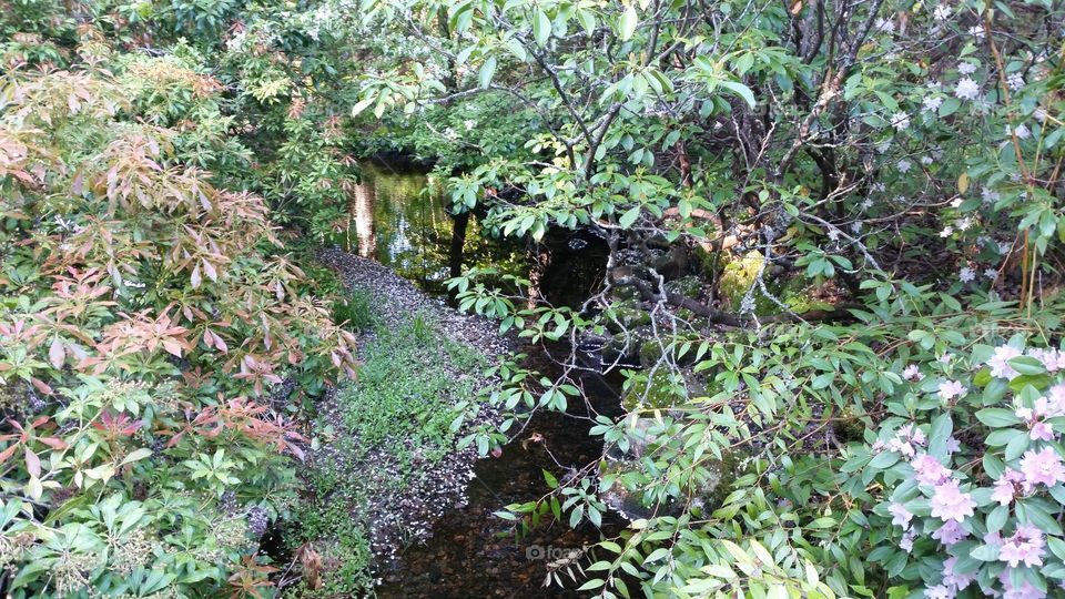 A neatly manicured zen garden bursting with greens and deep purples.