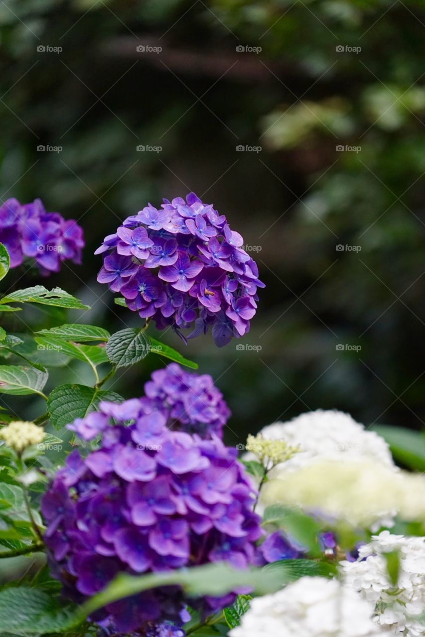 hydrangea