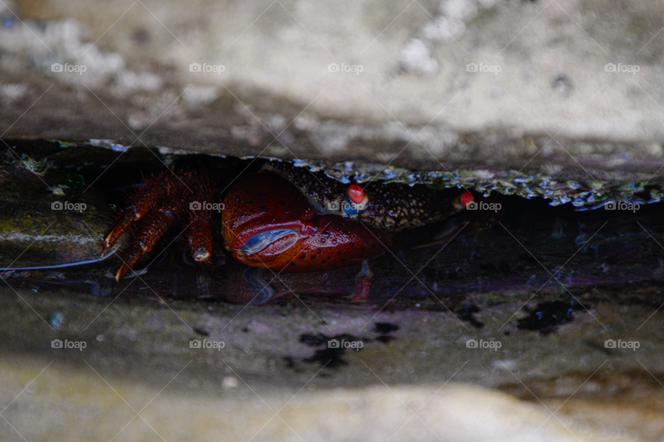 Another shy crab