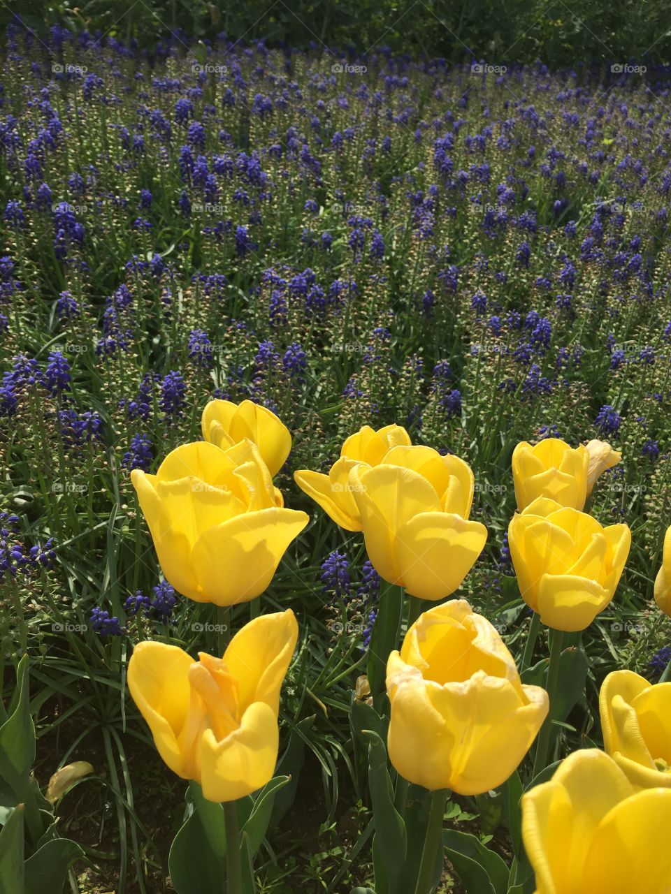 Yellow and Purple on field