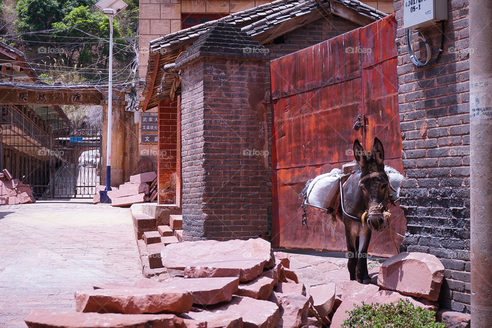 Donkey in an ancient Chinese town