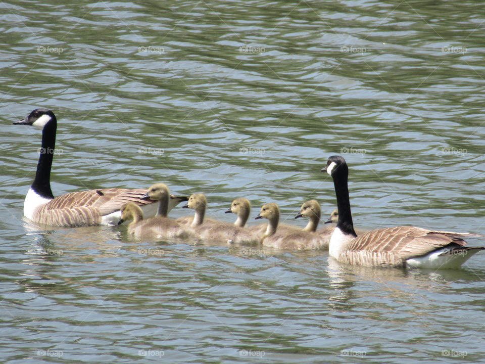 mother and father Canada Geese keeping their baby goslings safe