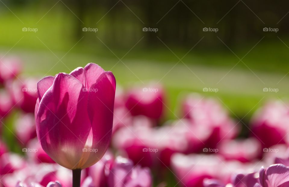 Sunlight falling on pink tulip flower