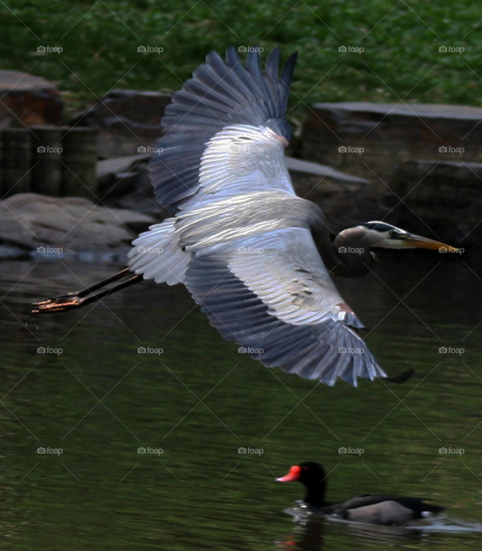 soaring egret