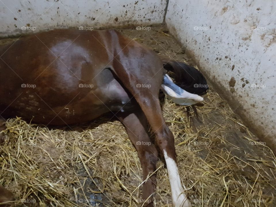 birth of foal 1