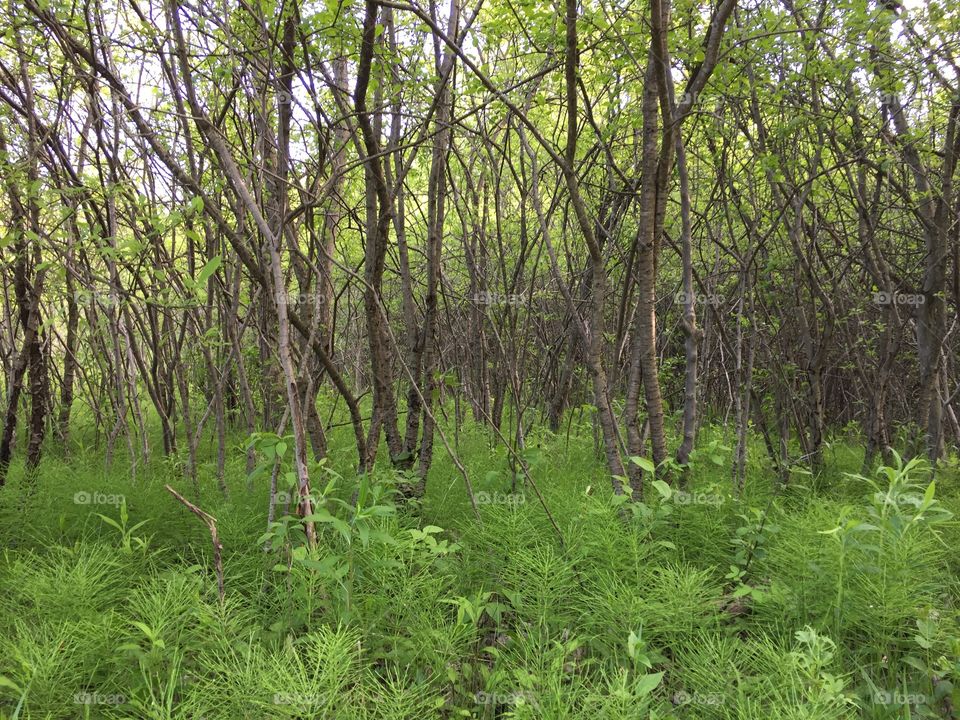 New growth in the woods
I like how the trees emerge from this haze of fresh growth. This shot takes on a different feel when various filters are applied.