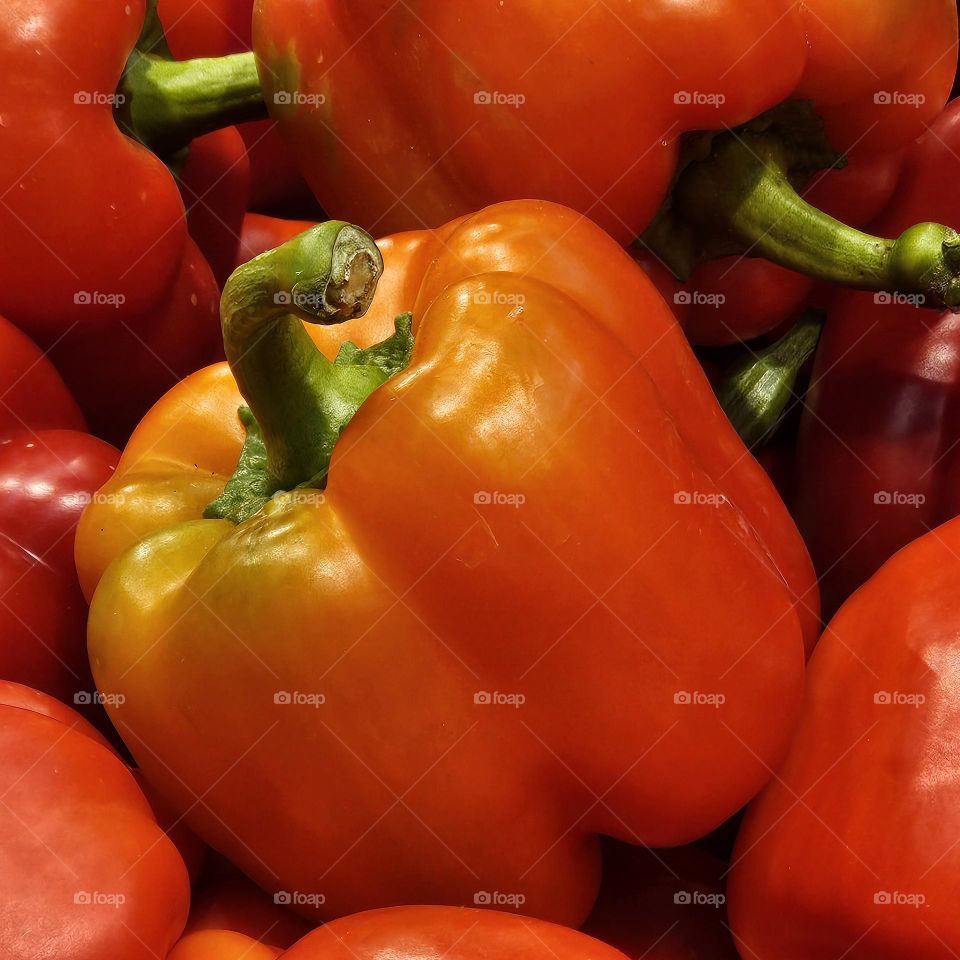 A fiery outline, autumn,
The red pepper — a pure moment,
Between warm light and gentle shadows,
It keeps September in its veins.