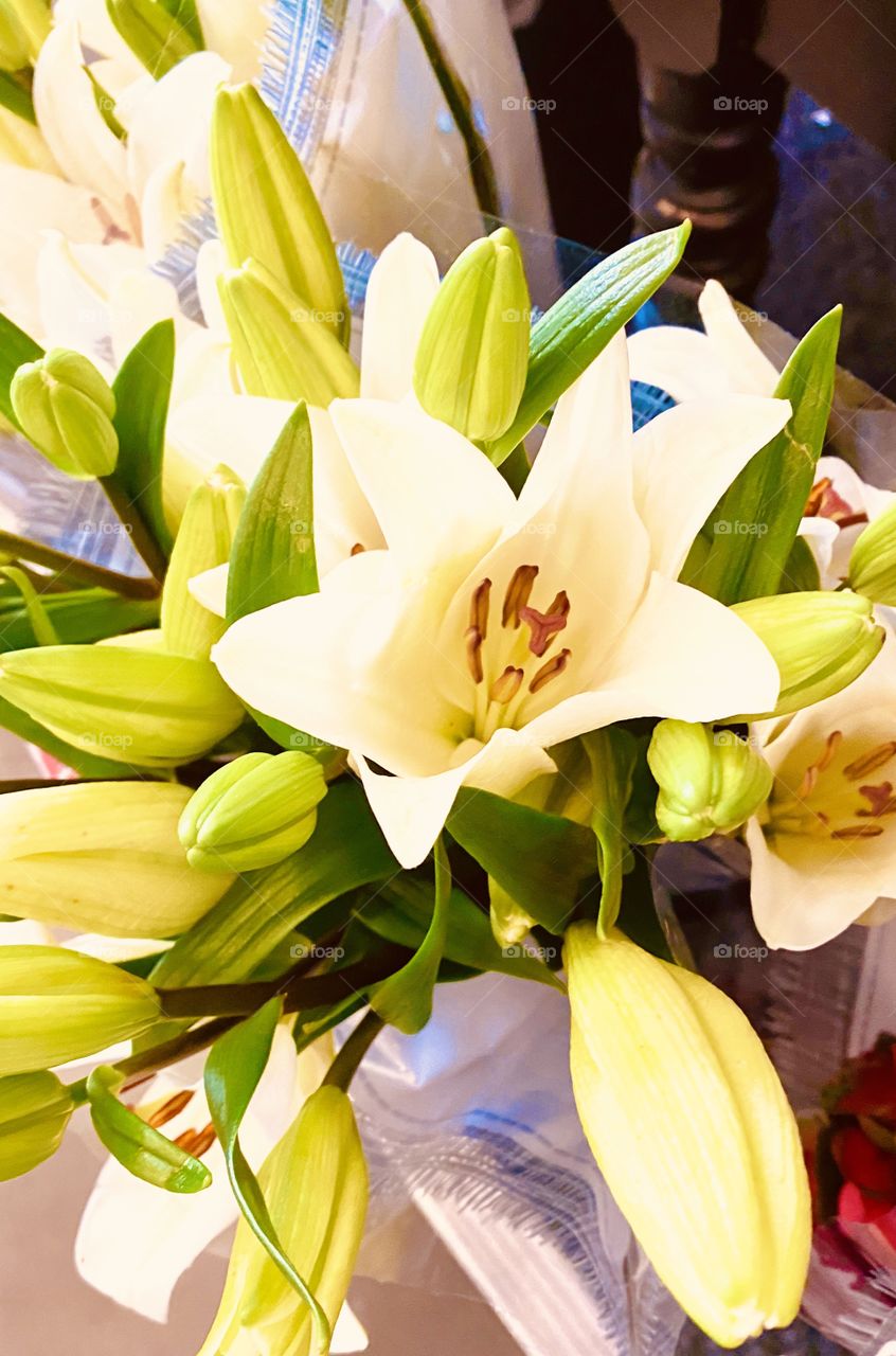 Christmas lily beautiful flowers buds waiting to bloom