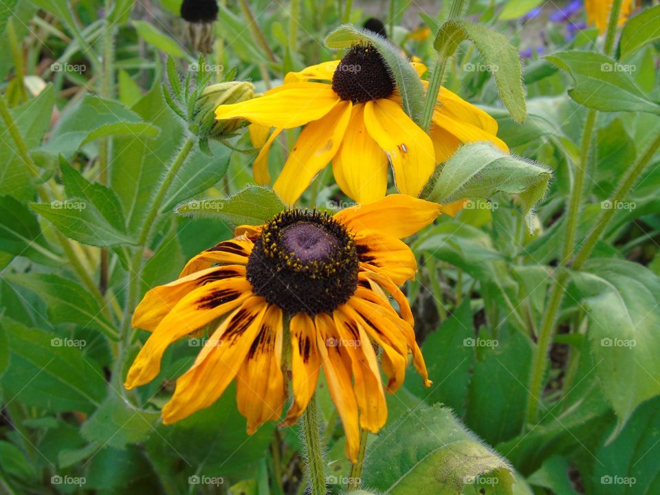 Rudbeckia folgida, Early bird gold, beautiful flowers, closeup