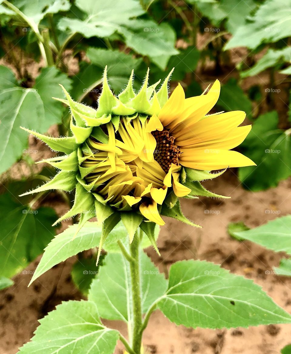 Yellow sunflower taking its time