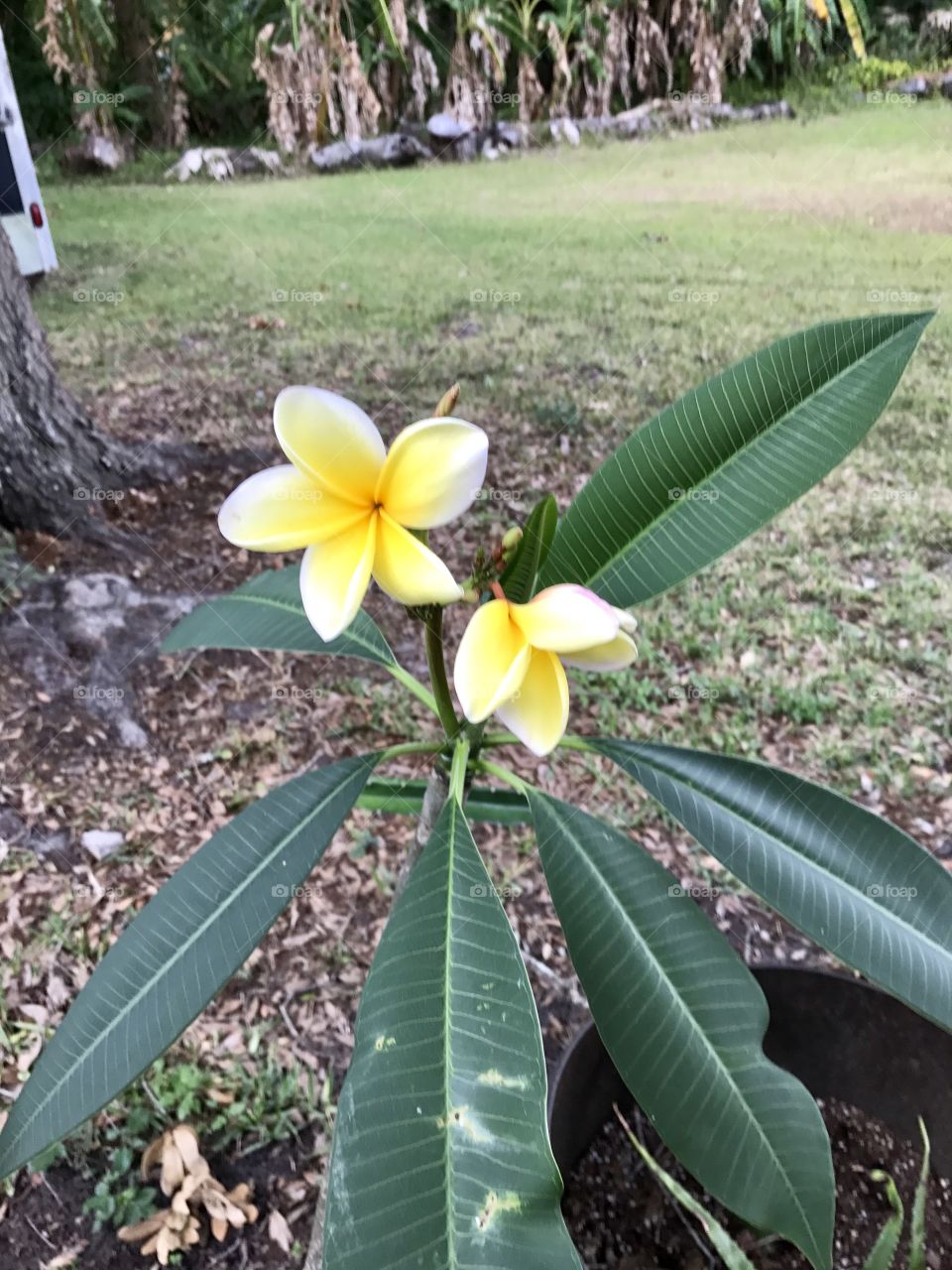 Flowers in Florida 