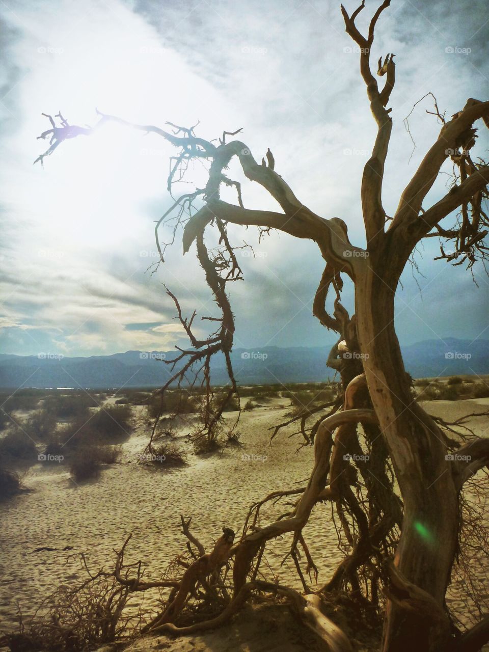 Tree in death valley