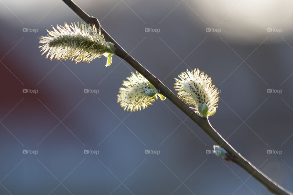 Sign of spring, willow catkins in bright sunlight 