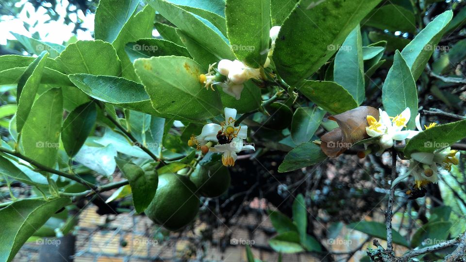 Pollination of lemon