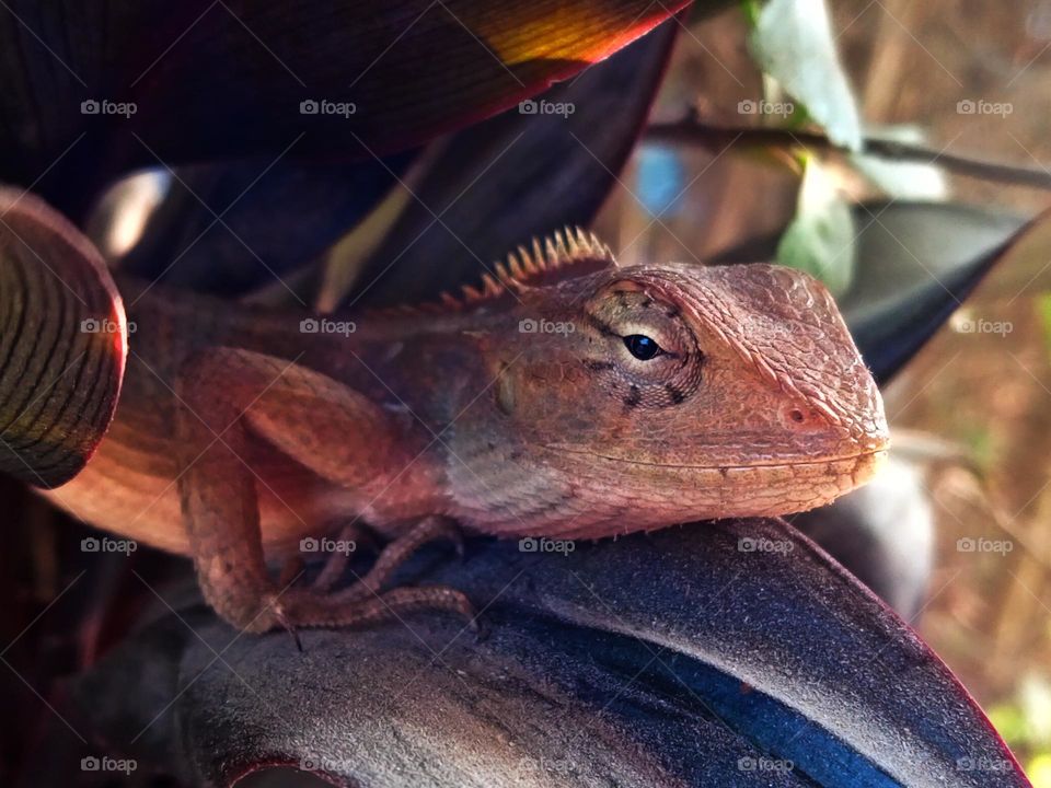 A Lizard on the leaf