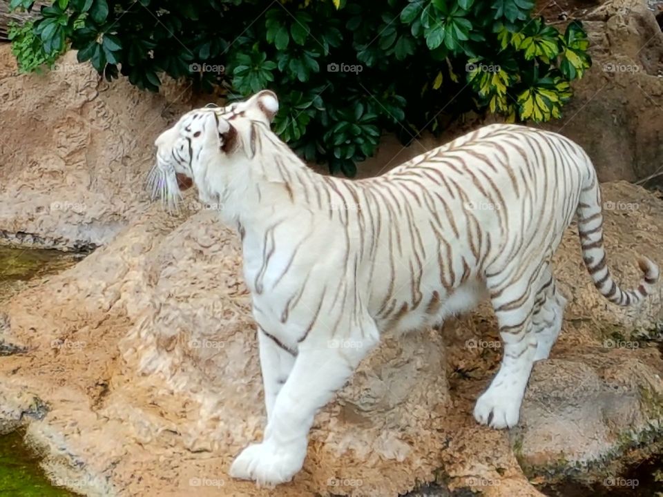 The beautiful Bengal Tiger