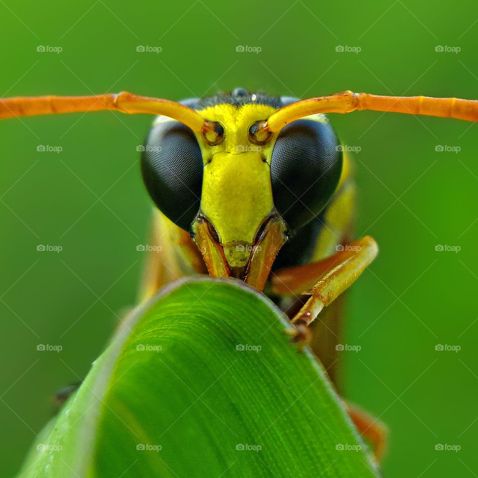 Yellow potter wasp.