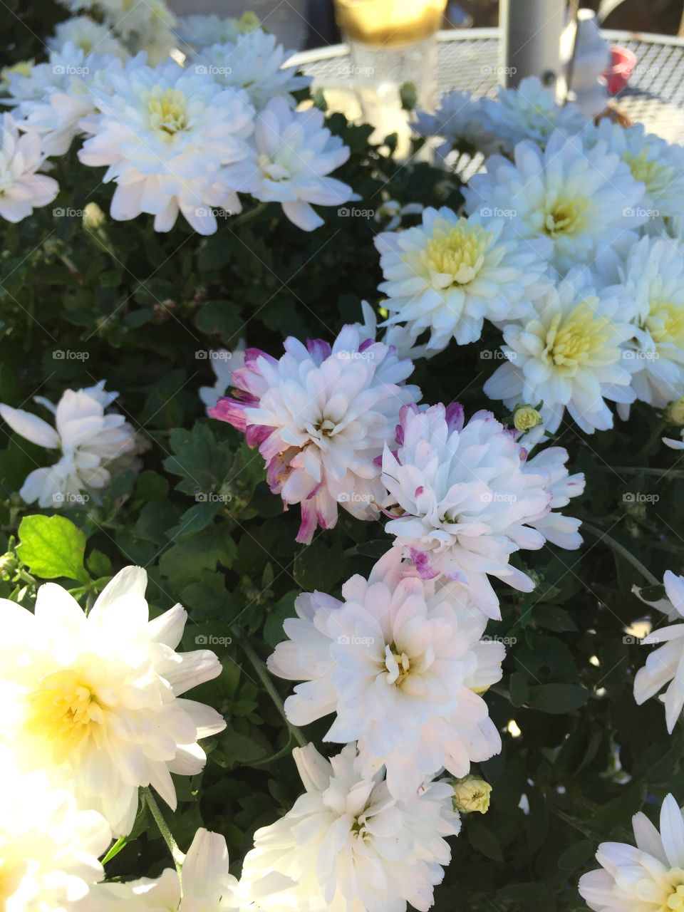 A little bit of lavender amidst all that yellow 