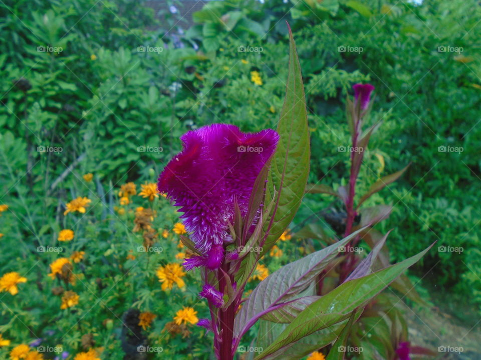 NATURE, ENVIRONMENT, FLOWER, PLANT.
