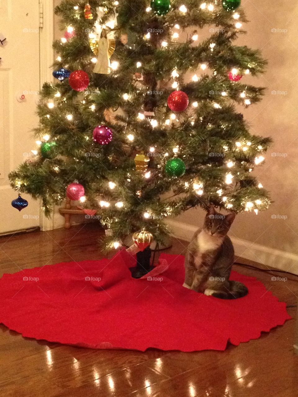 Kitty under the tree