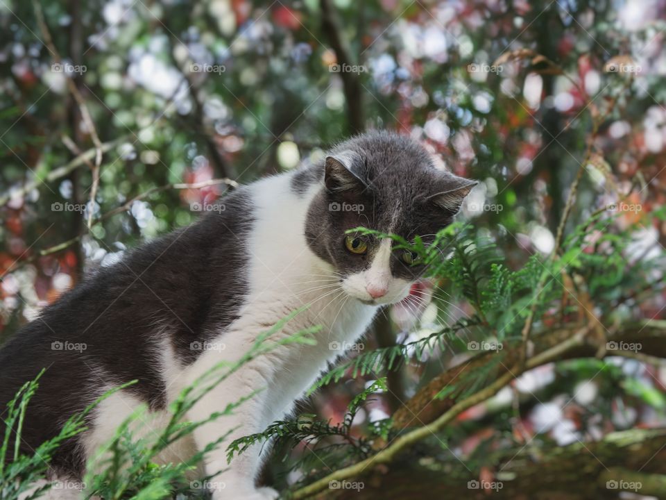 Cat in tree