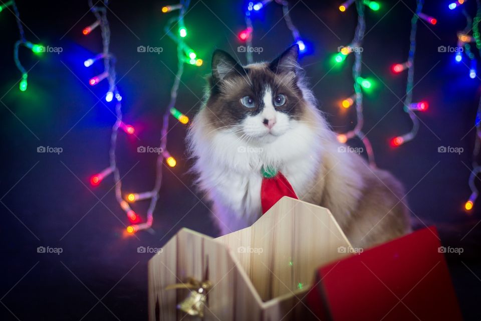 Cats and Christmas 