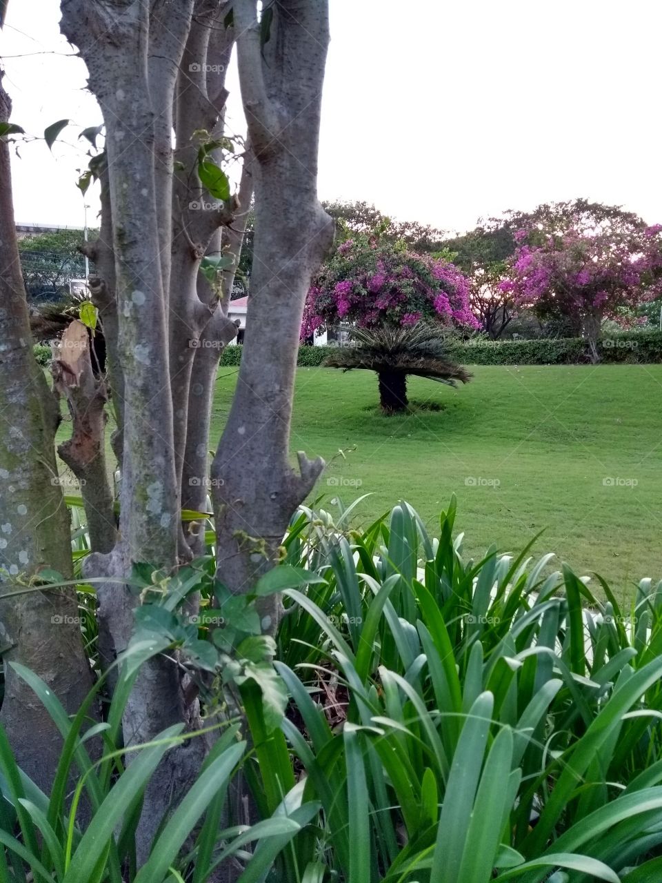 garden walk on grass