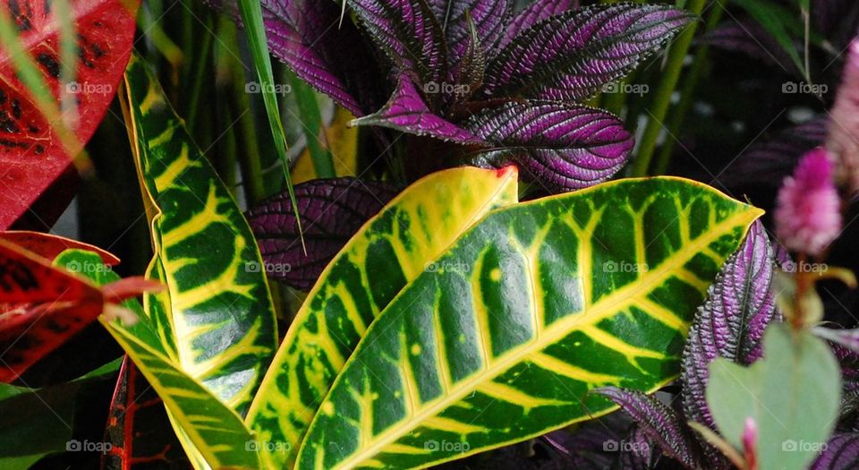 Greenhouse greenery