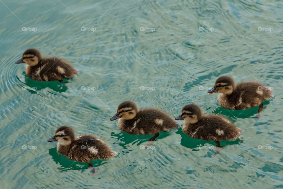 Small ducks in the sea water