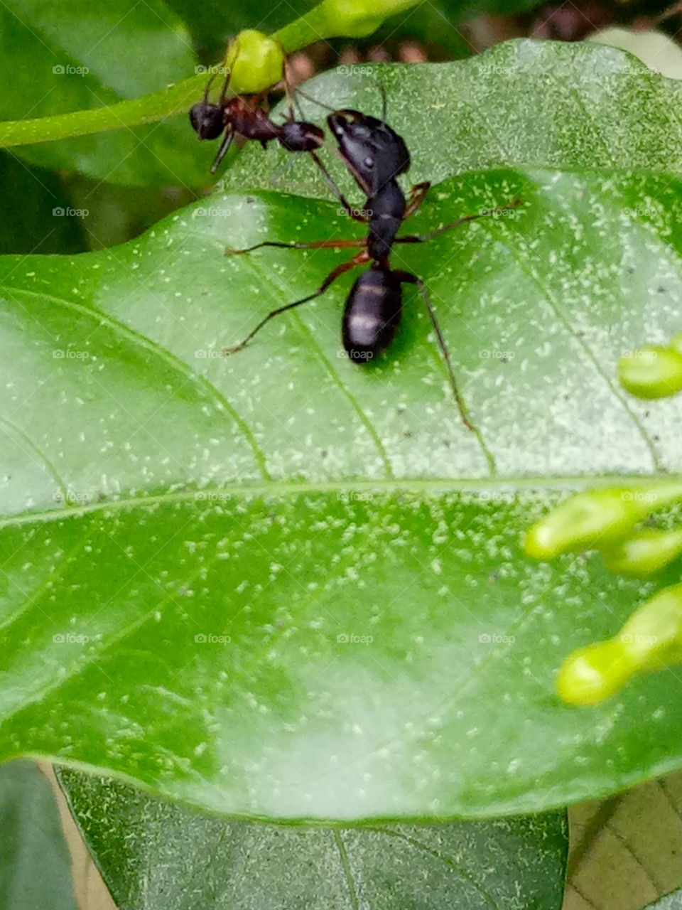 meet black ant's