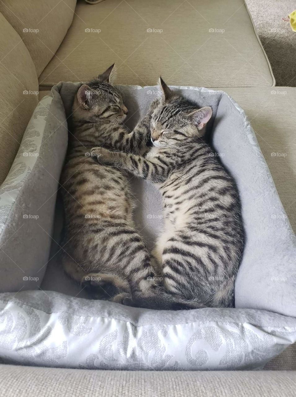 Kittens in Love Cuddling