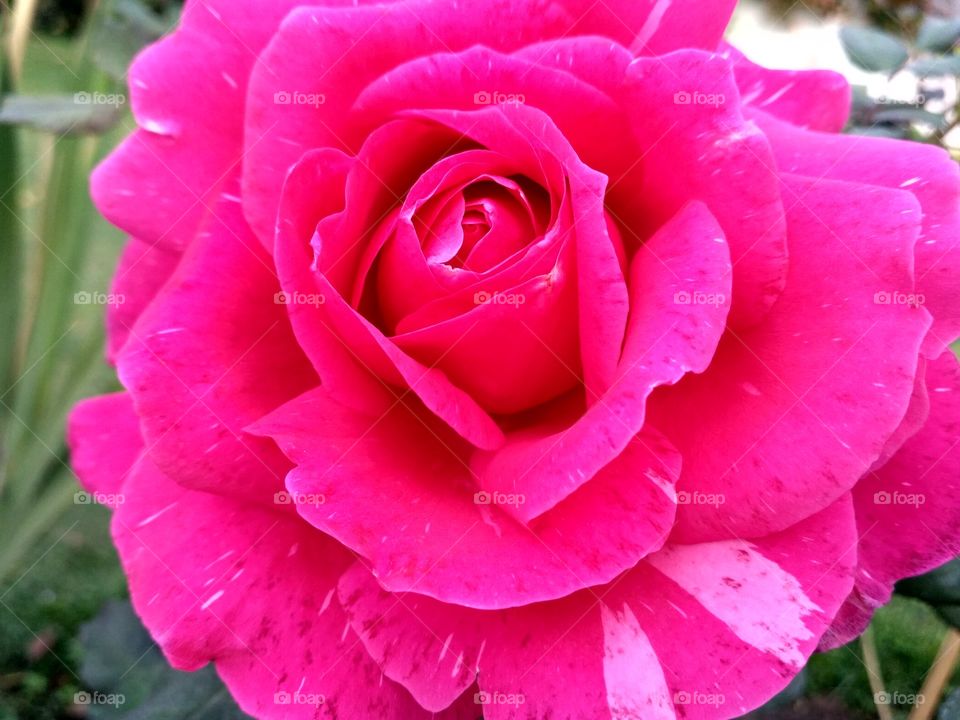 pink Rose